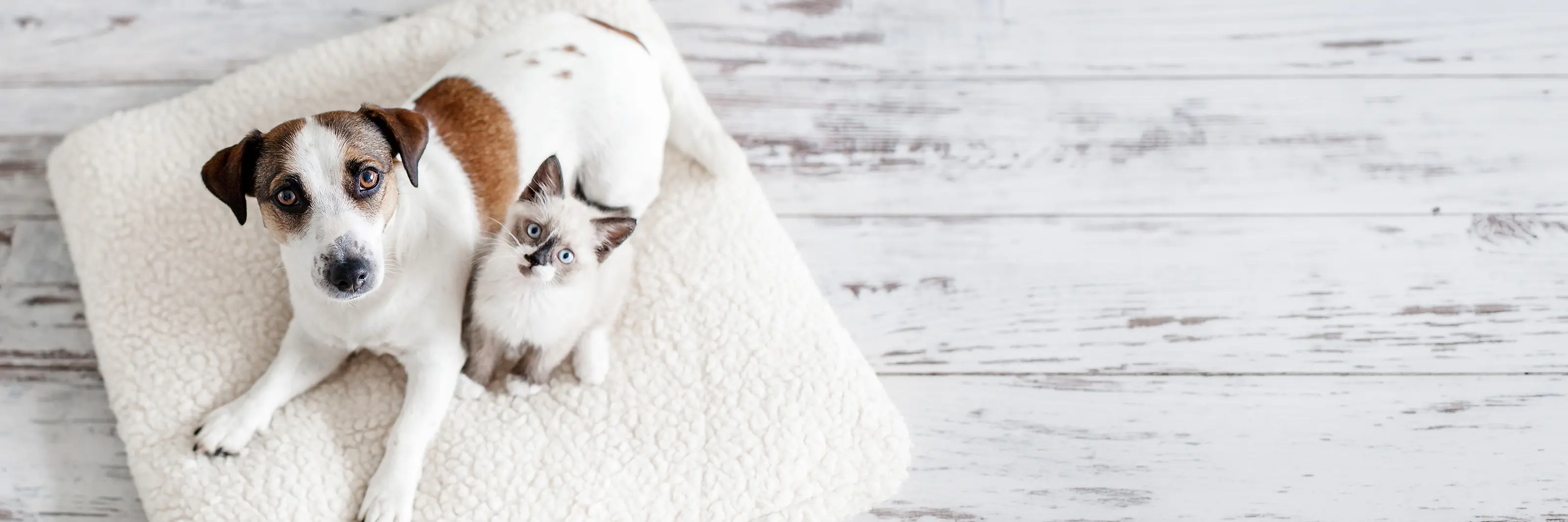 Hund und Katze zu Hause